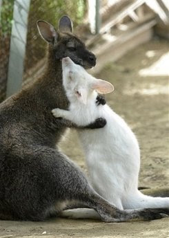 Animals and Pets: Albino kangaroo