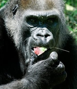 Animals: oldest captive gorilla.