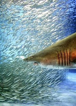 Fish: sardines and sand tiger shark.
