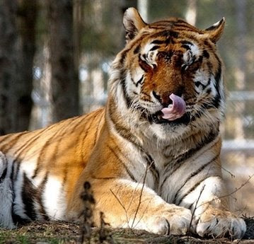 Animals: siberian tiger.
