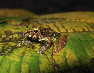 Animal: Rain frog (Pristimantis genus).