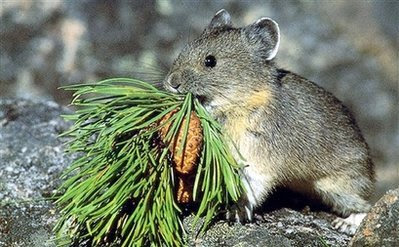 animal: American pika.