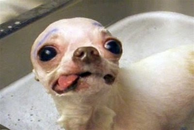 Pets: Chihuahua getting a bath.