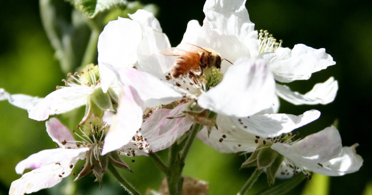 Appalachian Journal Blackberry Bees