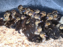 Ducklings