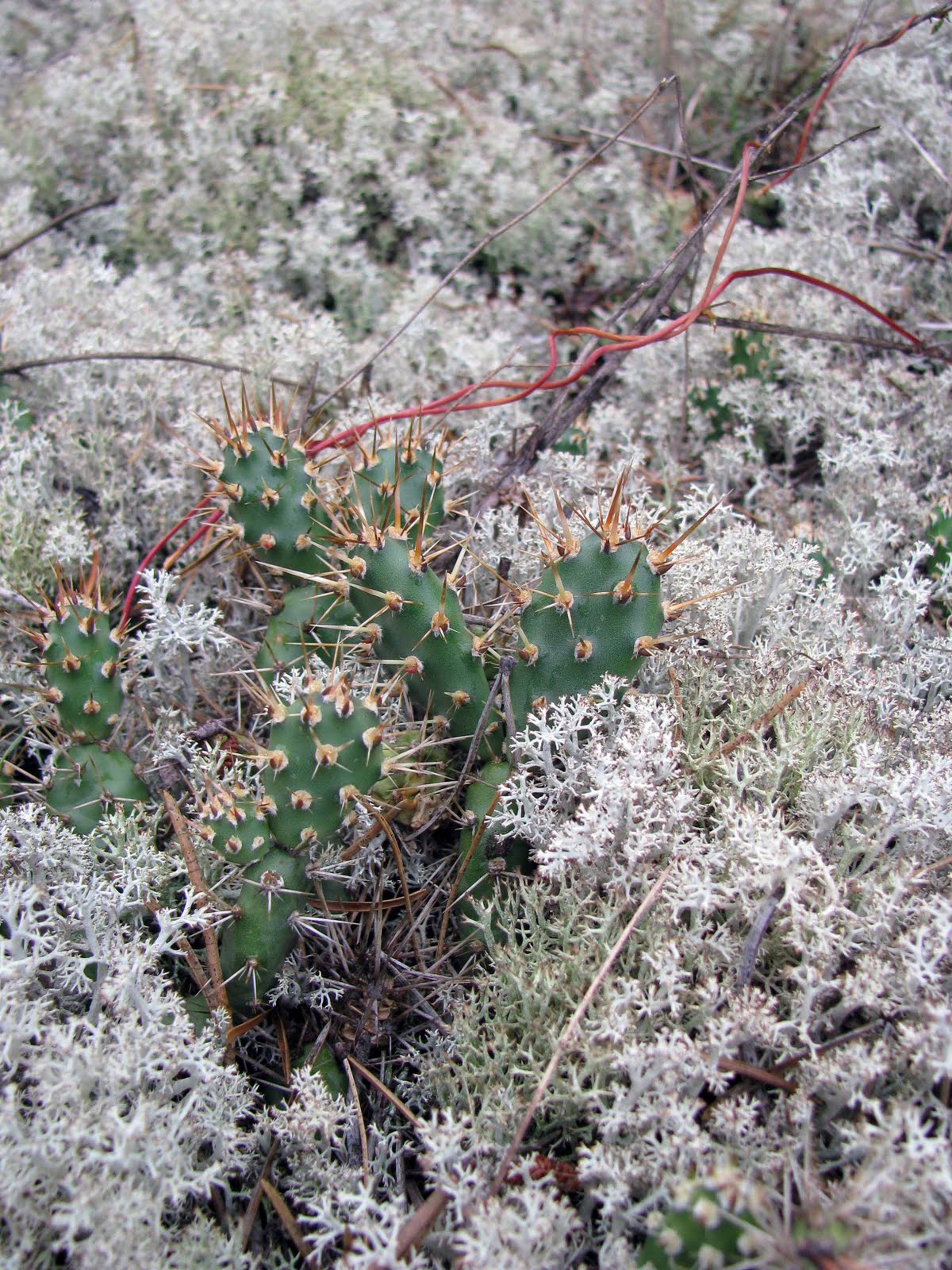 caribou moss