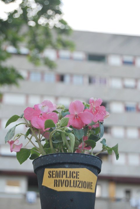 La Primula rivoluzionaria