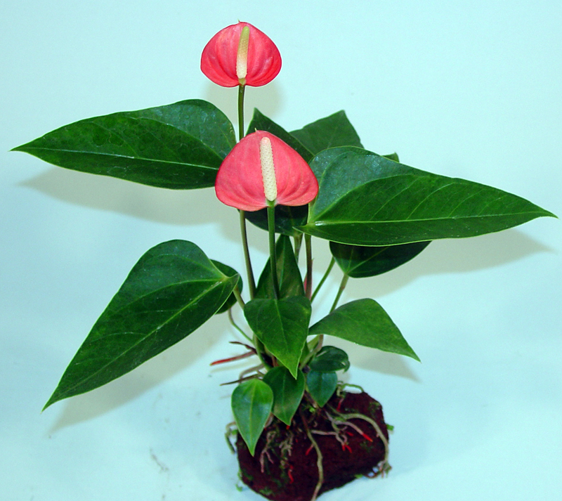 Anthurium Volcano Plant