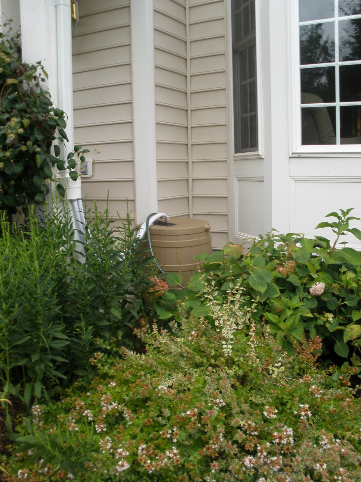Dwarf+variegated+dogwood+shrub