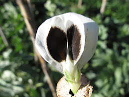FLOR DE HABAS