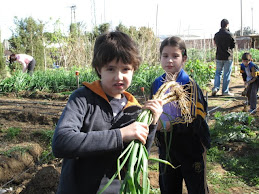 SON PLANTAS DE  CEBOLLA