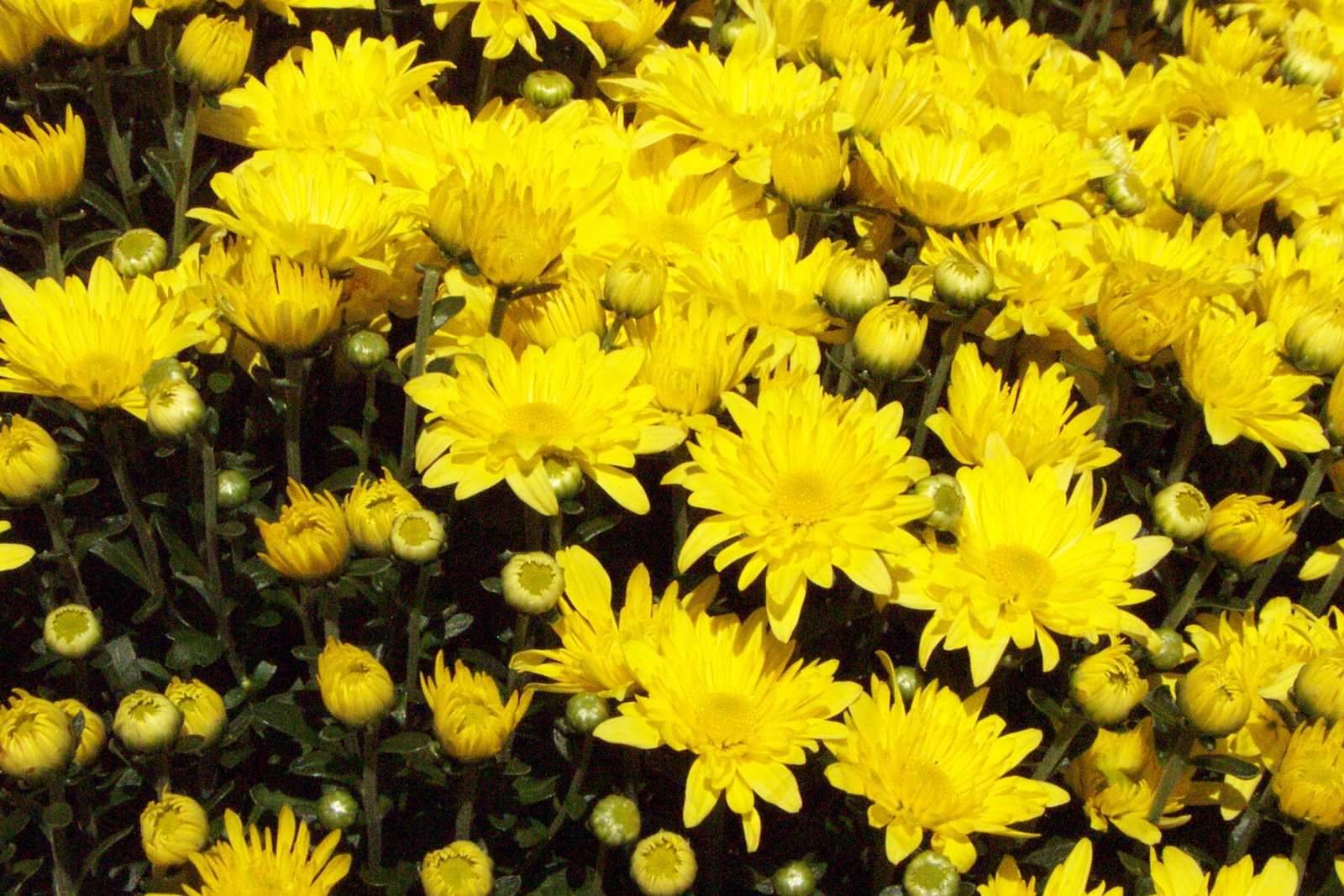 [yellow+mum2.jpg]