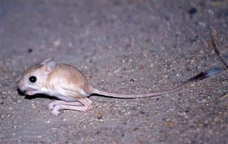 اليربوع (الجربوع) Jerboa_5