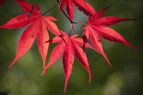 red-japanese-maple-leafs-chad-davis.jpg