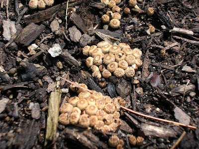 fungus soil garden boston