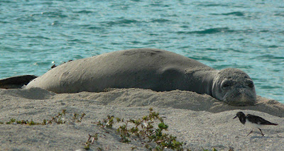 Seal Bird