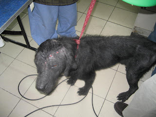 Rex (Labrador) before fostering of Alya Honasan
