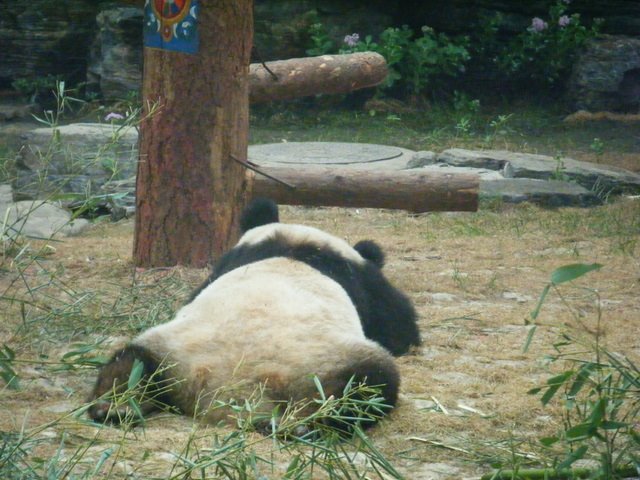 [Panda+Sleeping+4.JPG]