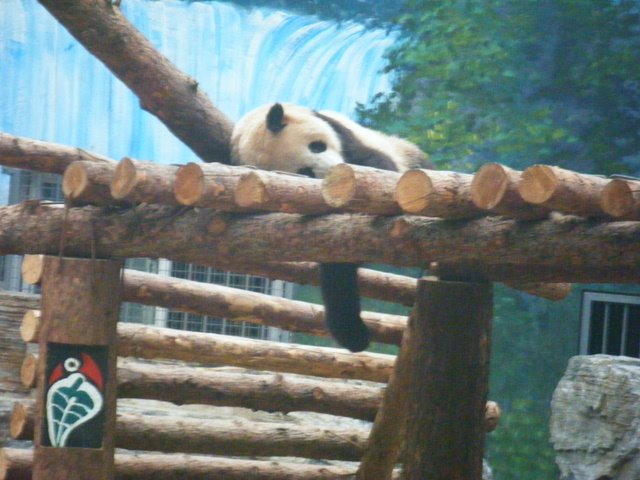 [Panda+Sleeping+3.JPG]