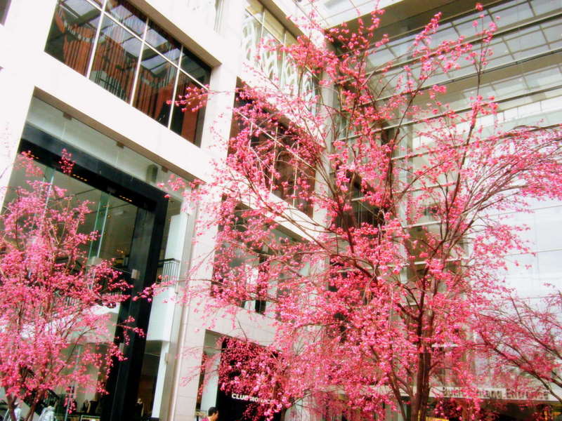 [Cherry+Blossom+at+Pavilion+KL.JPG]