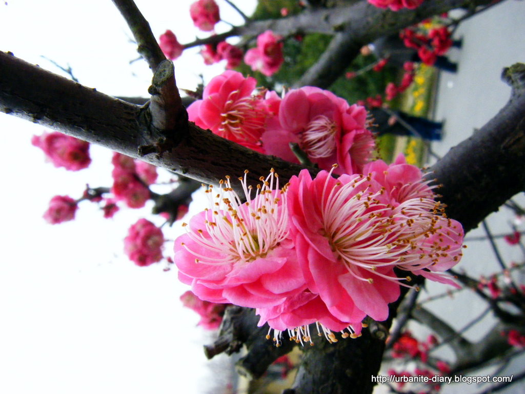 [Pink+Plum+Blossom+2.JPG]
