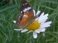 Flor e Borboleta