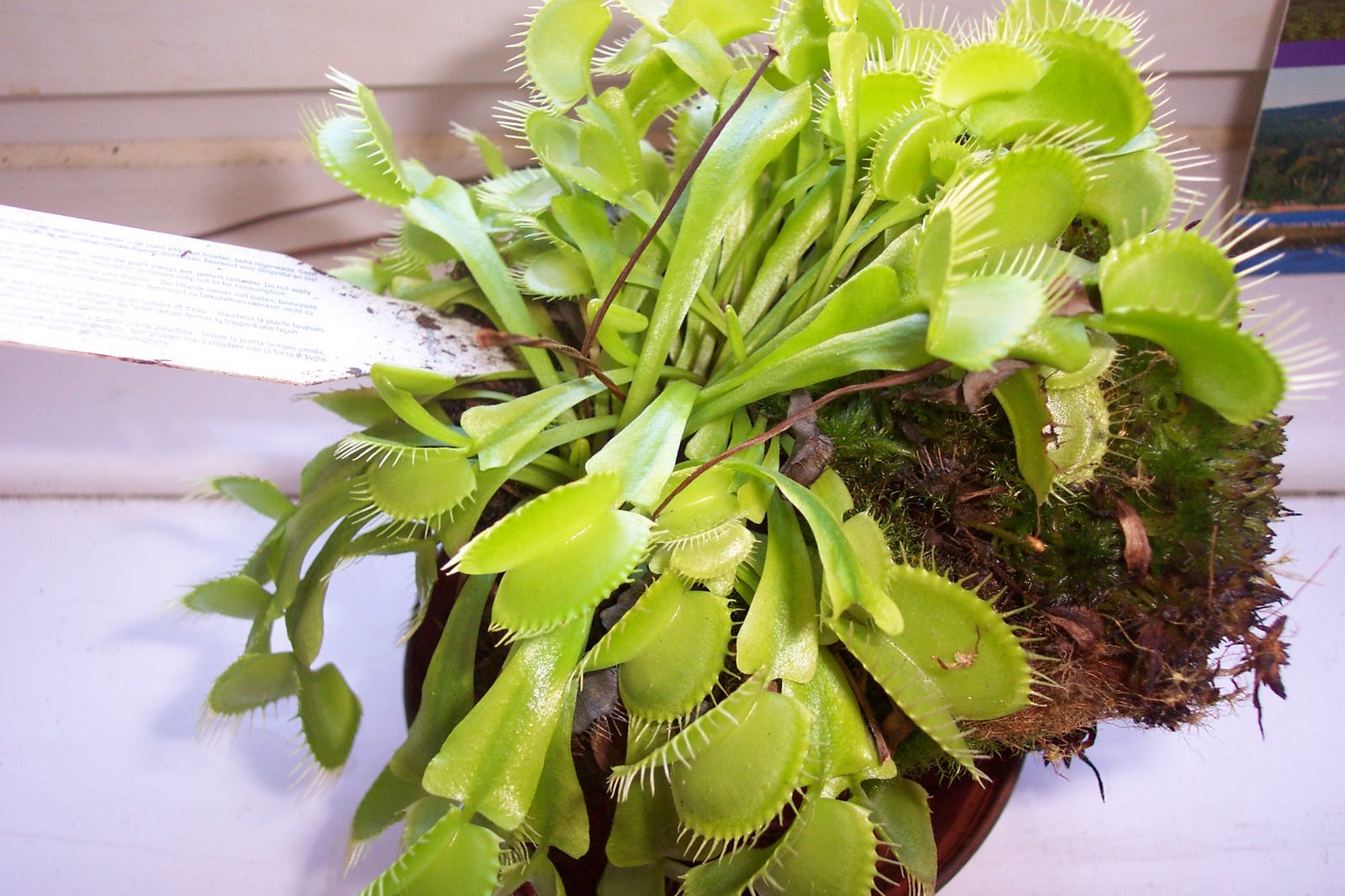 [venusflytrap.JPG]