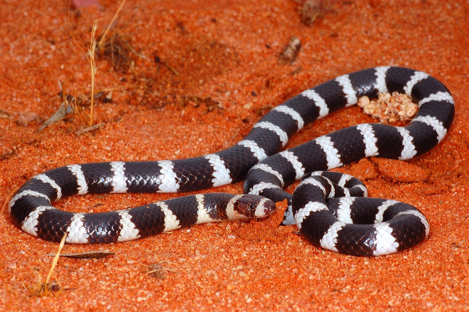 Tscharke Photography Bandy Bandy Snake Vermicella Annulata