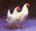 Ayam (shio)