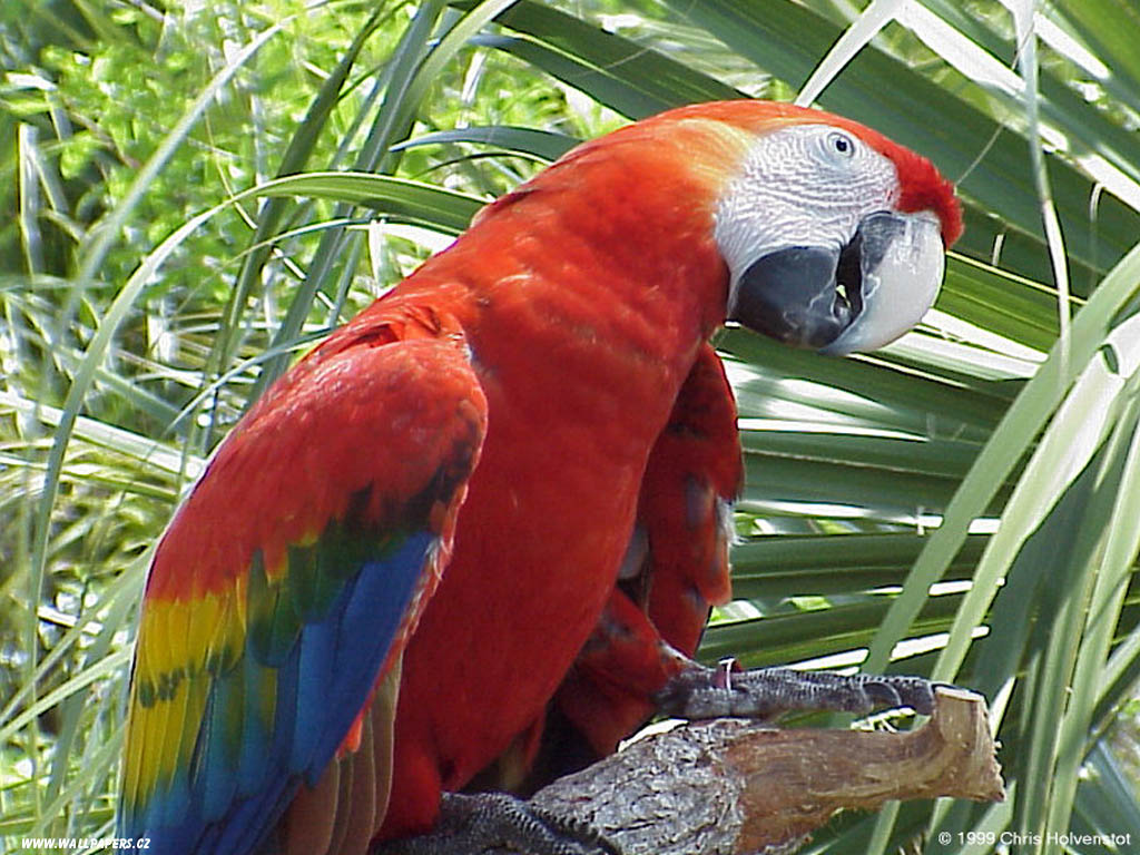 parrots images