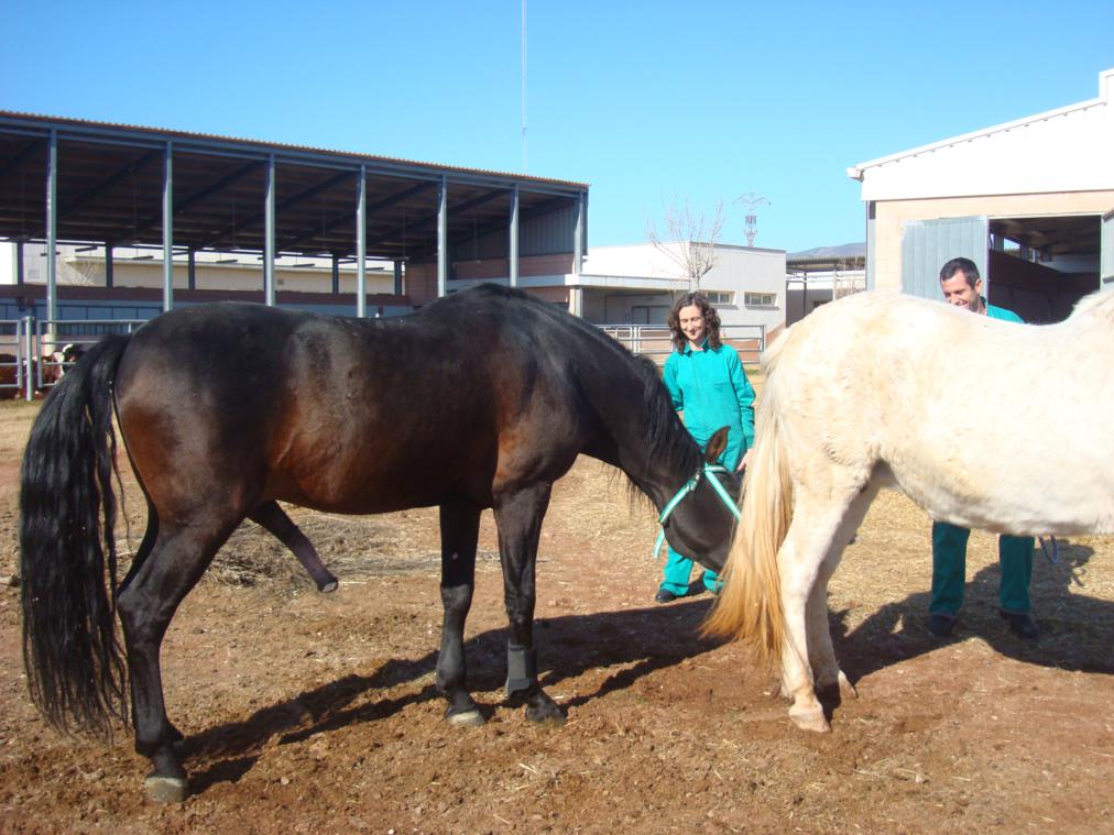 Blog de yeguada la troyeta: altanero cxviii, el caballo universitario