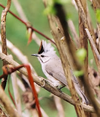 Taiwan Yuhina