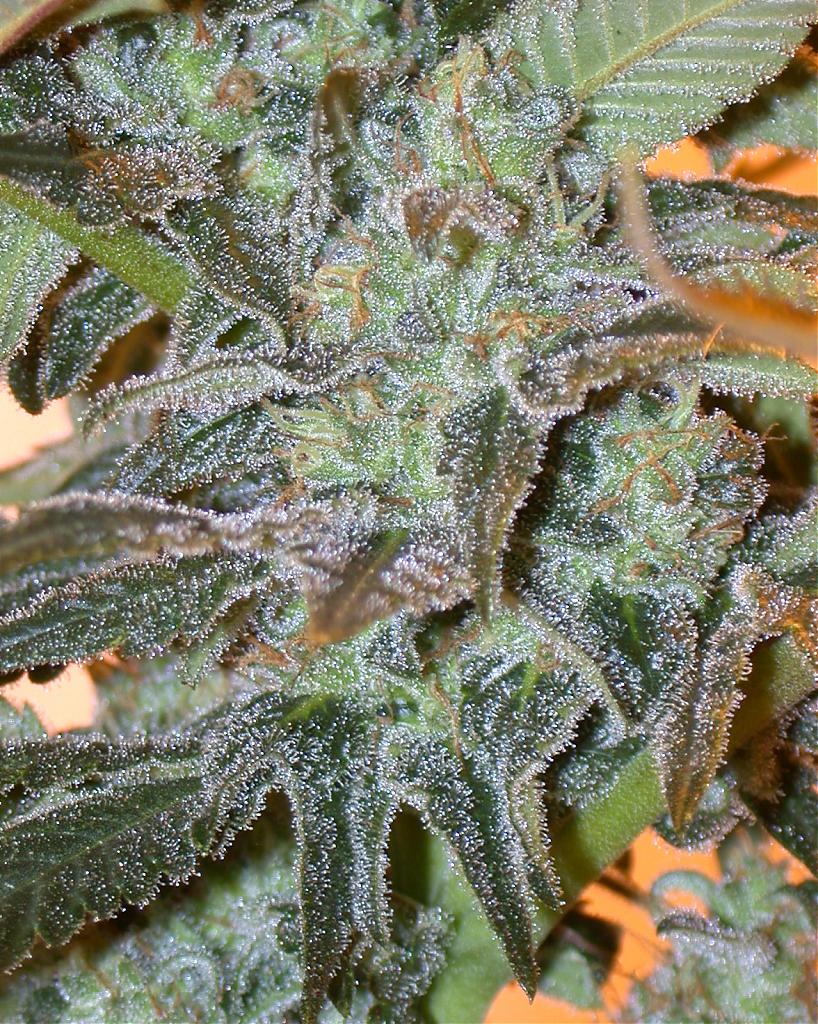 Durban Poison Durban Poison & White Widow