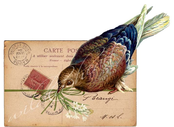 What Birds Can Be Used To Carry Messages at Theresa Eddings blog