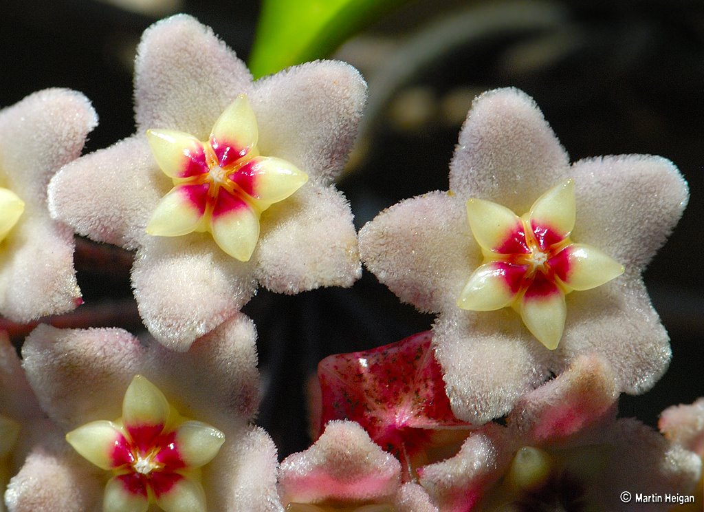 [flower-picture-Hoya-carnosa-Martin-Heigan.jpg]