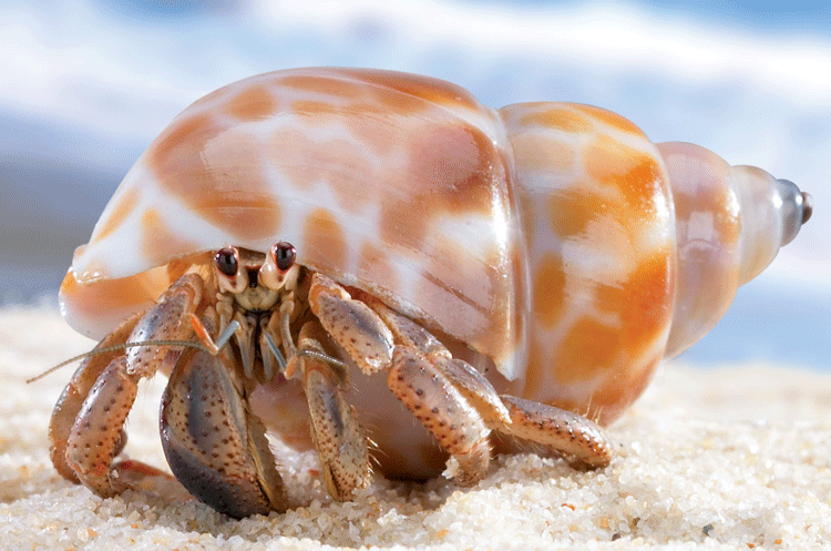 WilliamPennmanship: New Jersey hermit crab population on the rise