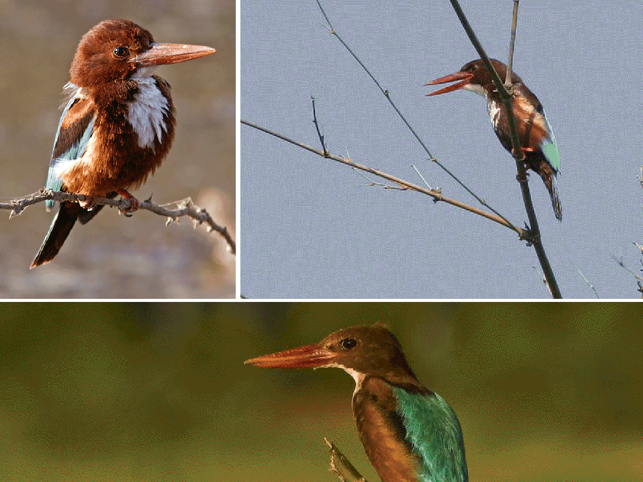 [Whait-brested-Kingfisher.png]