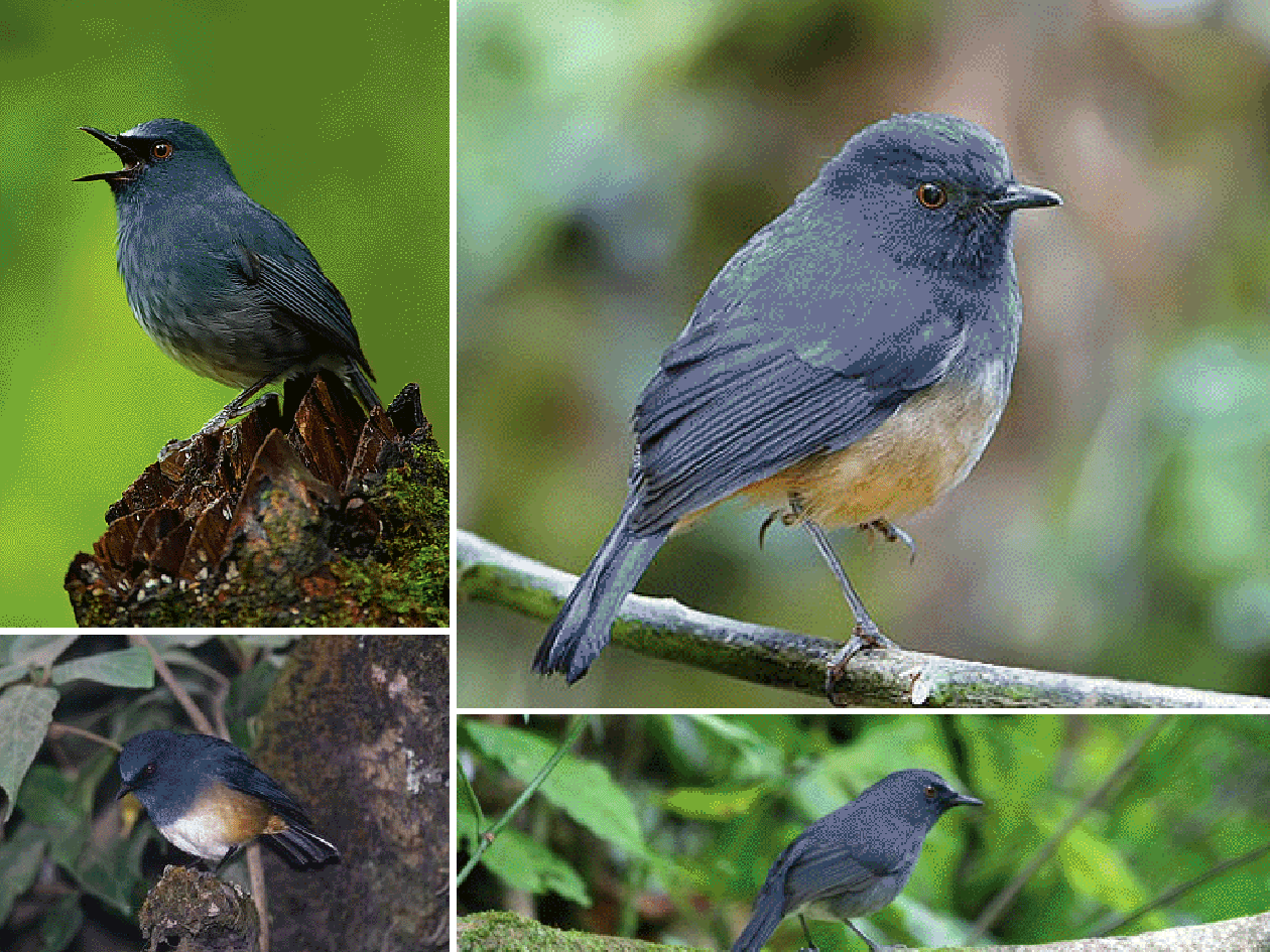 [White-Billed-Shortwing.png]