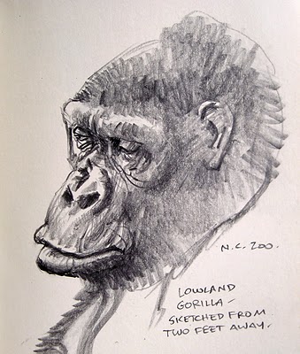 Easy Gorilla Drawings
