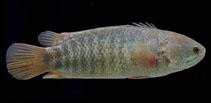 Ikan Puyu Betina