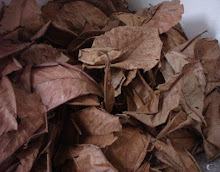 Dry Almond Leave /Ketapang