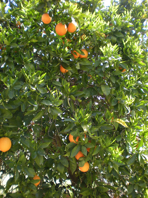 die Orangenbaume - farm