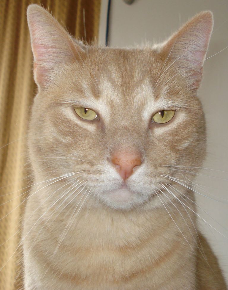 This Is A Really Good Idea... How To Raise A Schizophrenic Cat (and