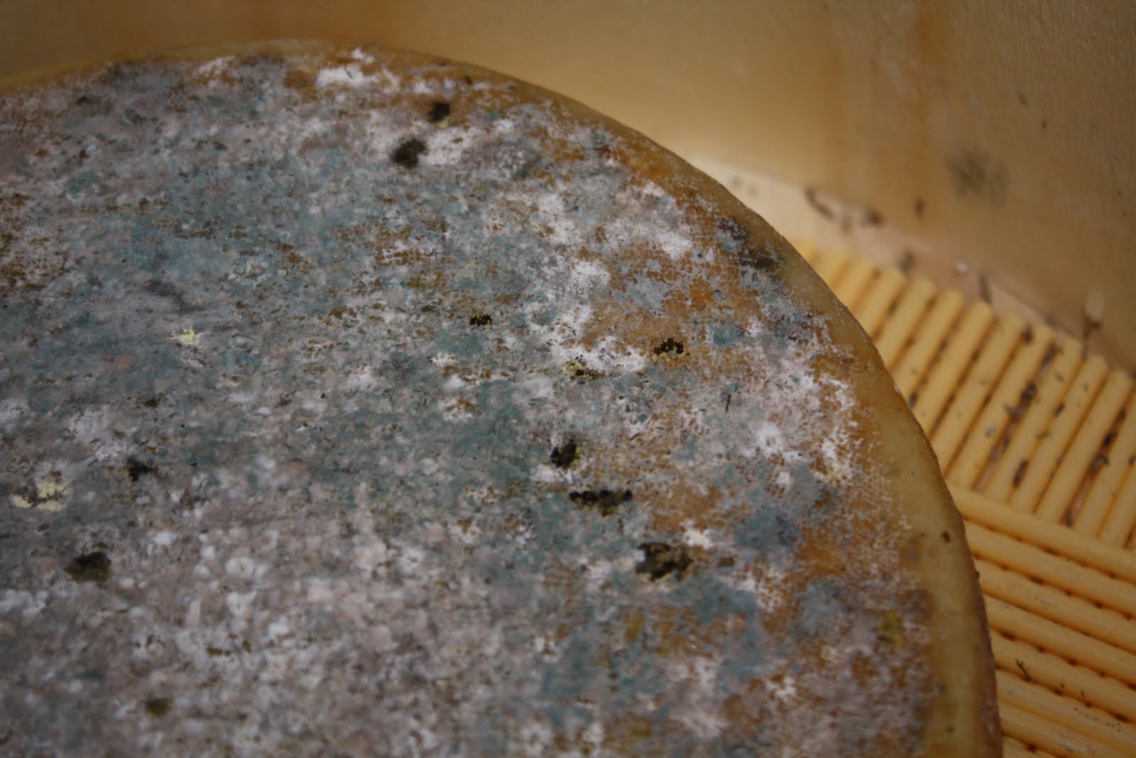 Homemade Cheese Cave