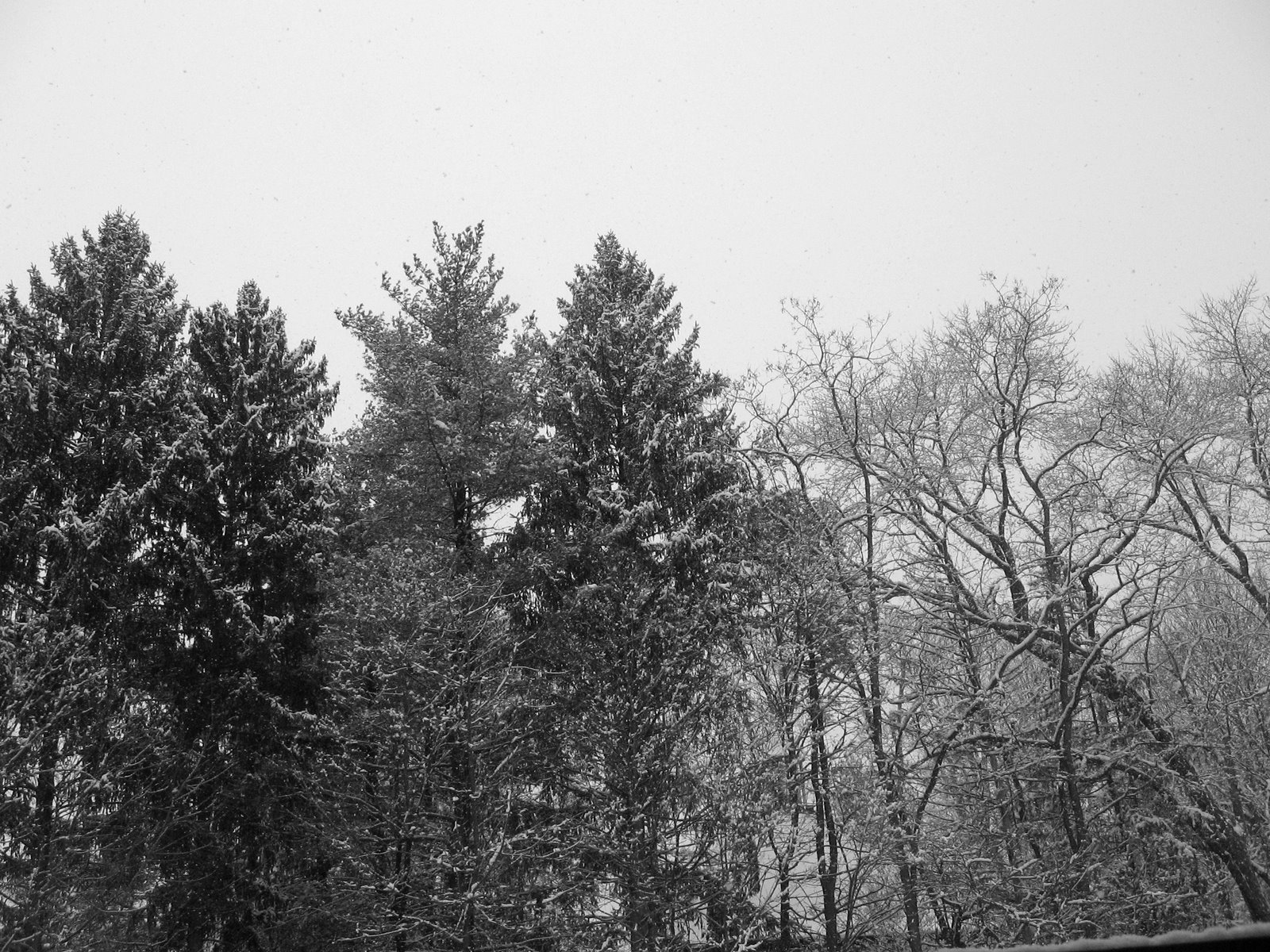 [IMG_0135.JPG]