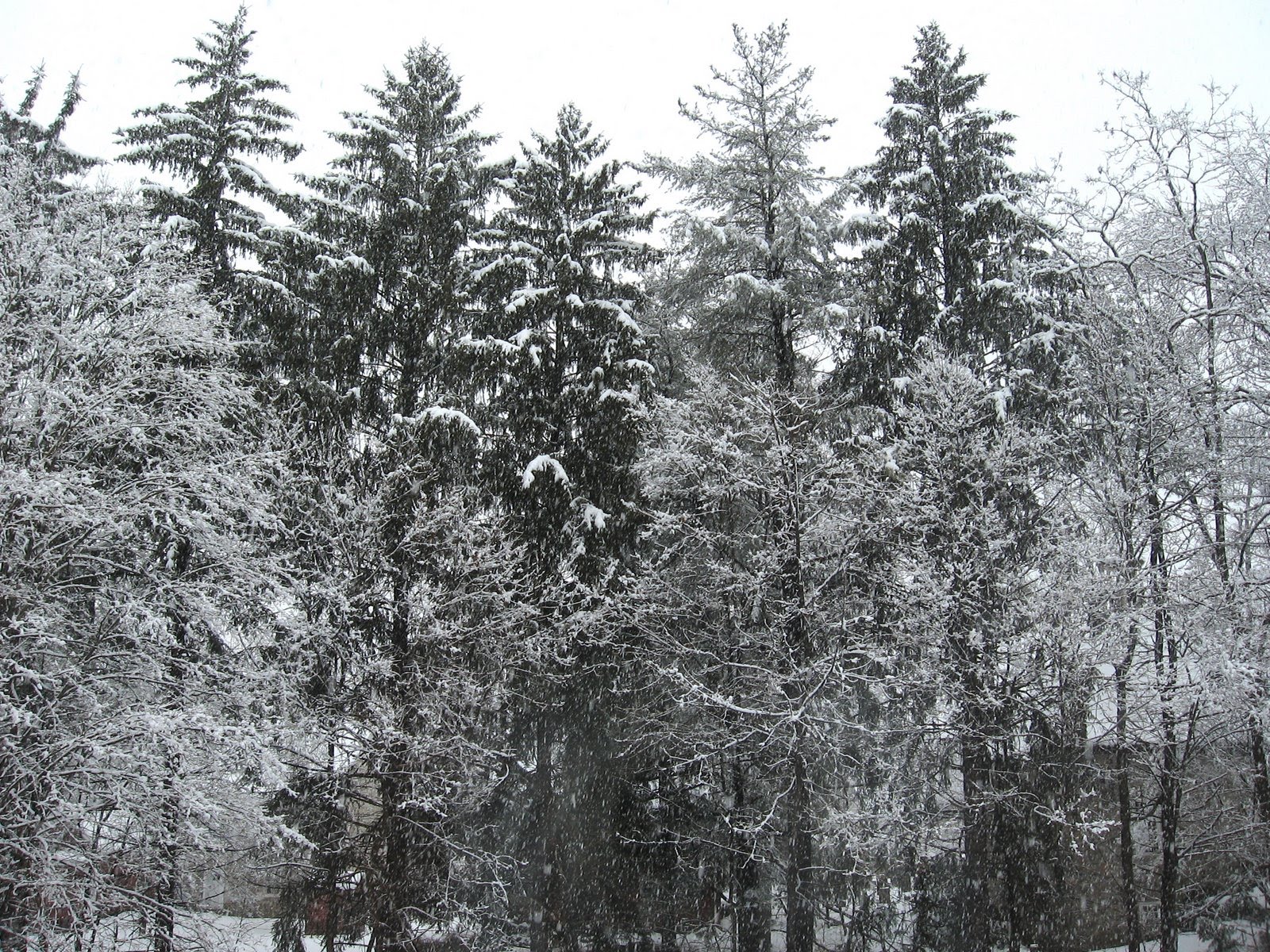 [IMG_0410.JPG]