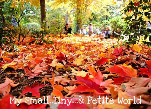 My Small..Tiny..& Petite World