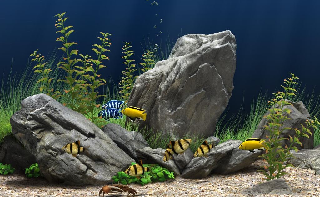 dream aquarium activation key dream aquarium activation key