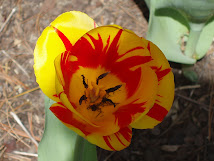 Zoo blooms Tulip