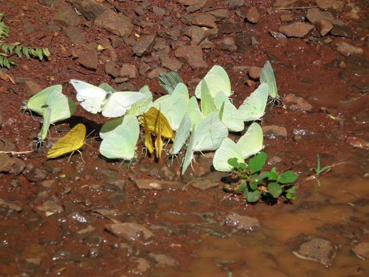 Mariposas